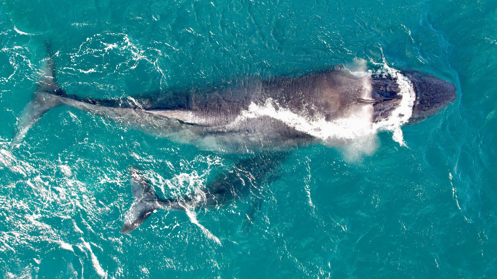 Мадагаскар: лемуры, киты, пиратский остров, Аллея баобабов, Фамадихана, Большие Цинги (17/17)