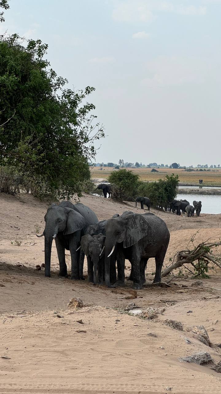 Сафари в Ботсване