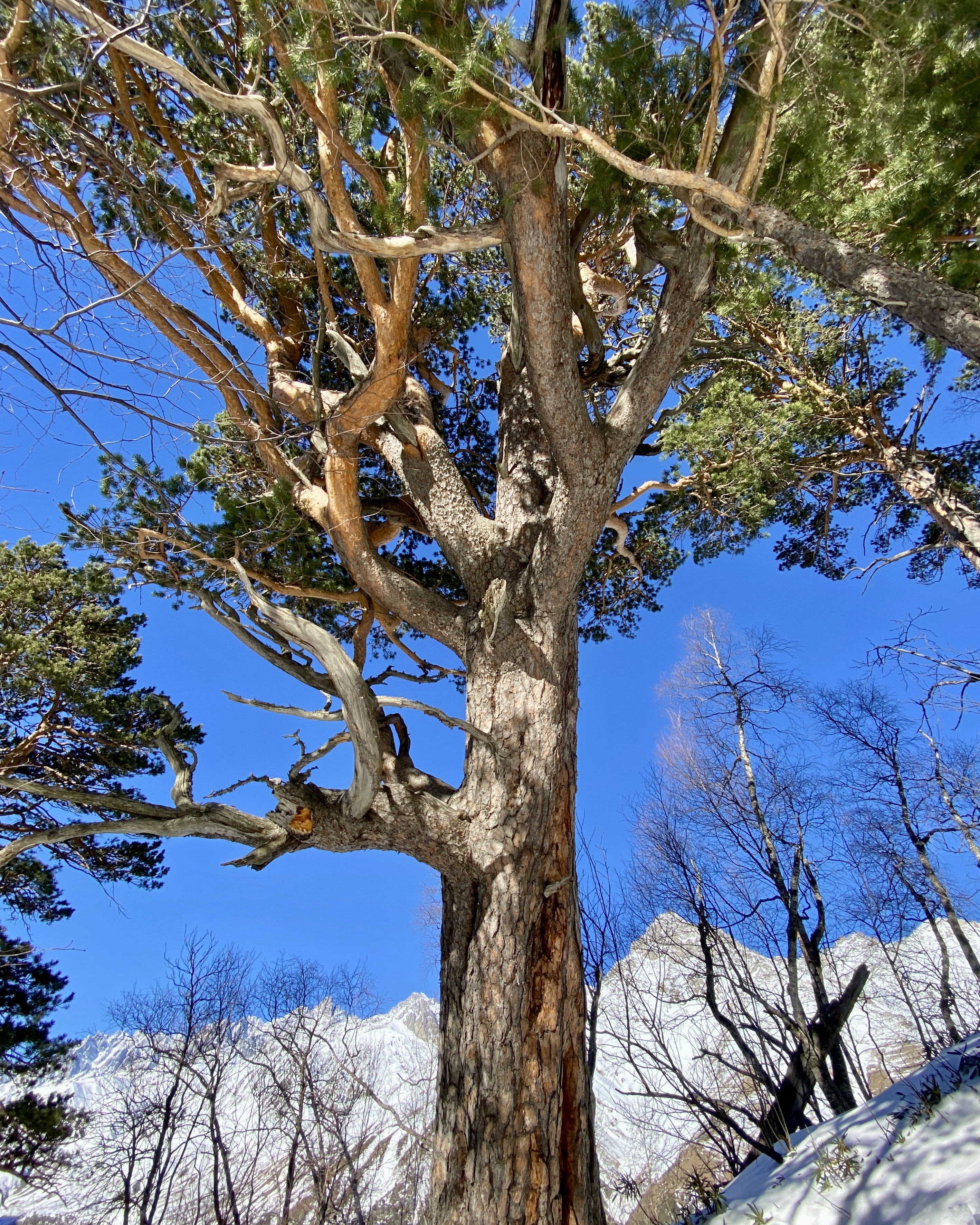 Тур в Архыз без рюкзаков на 7 дней Дочь Гор (69/130)