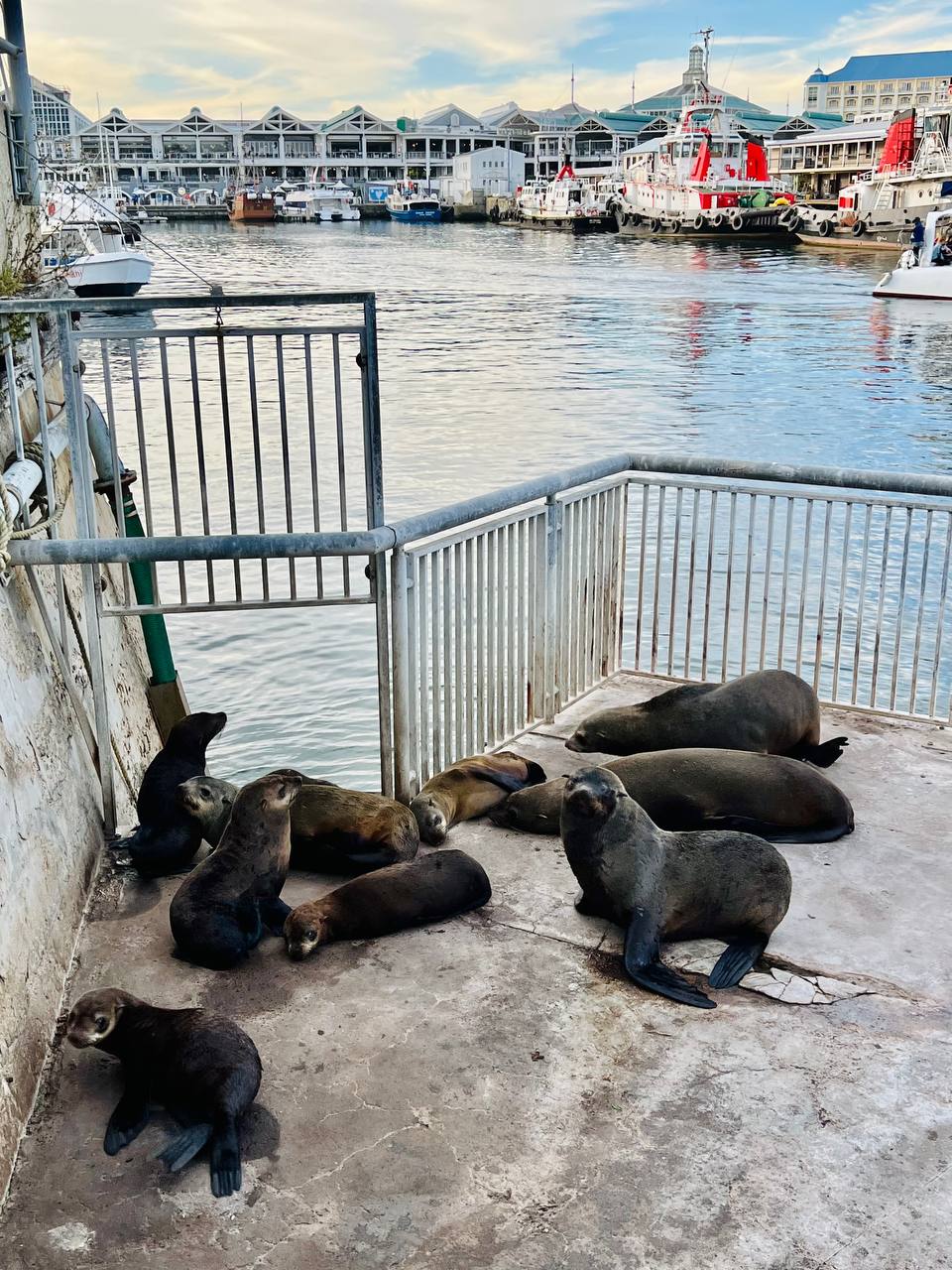 Юар, Зимбабве и Ботсвана смарт (11/46)