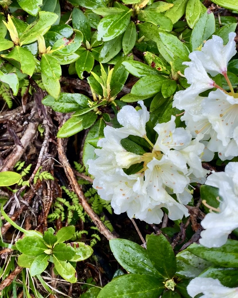 Тур в Архыз без рюкзаков на 7 дней Дочь Гор (2/130)