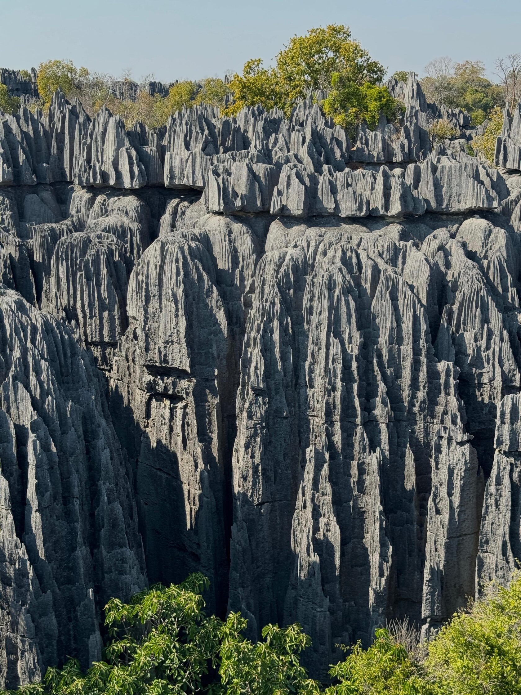 Мадагаскар: лемуры, киты, пиратский остров, Аллея баобабов, Фамадихана, Большие Цинги (3/17)