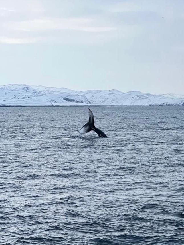 Летняя кругосветка на Кольском: полное северное погружение за 7 дней (40/43)