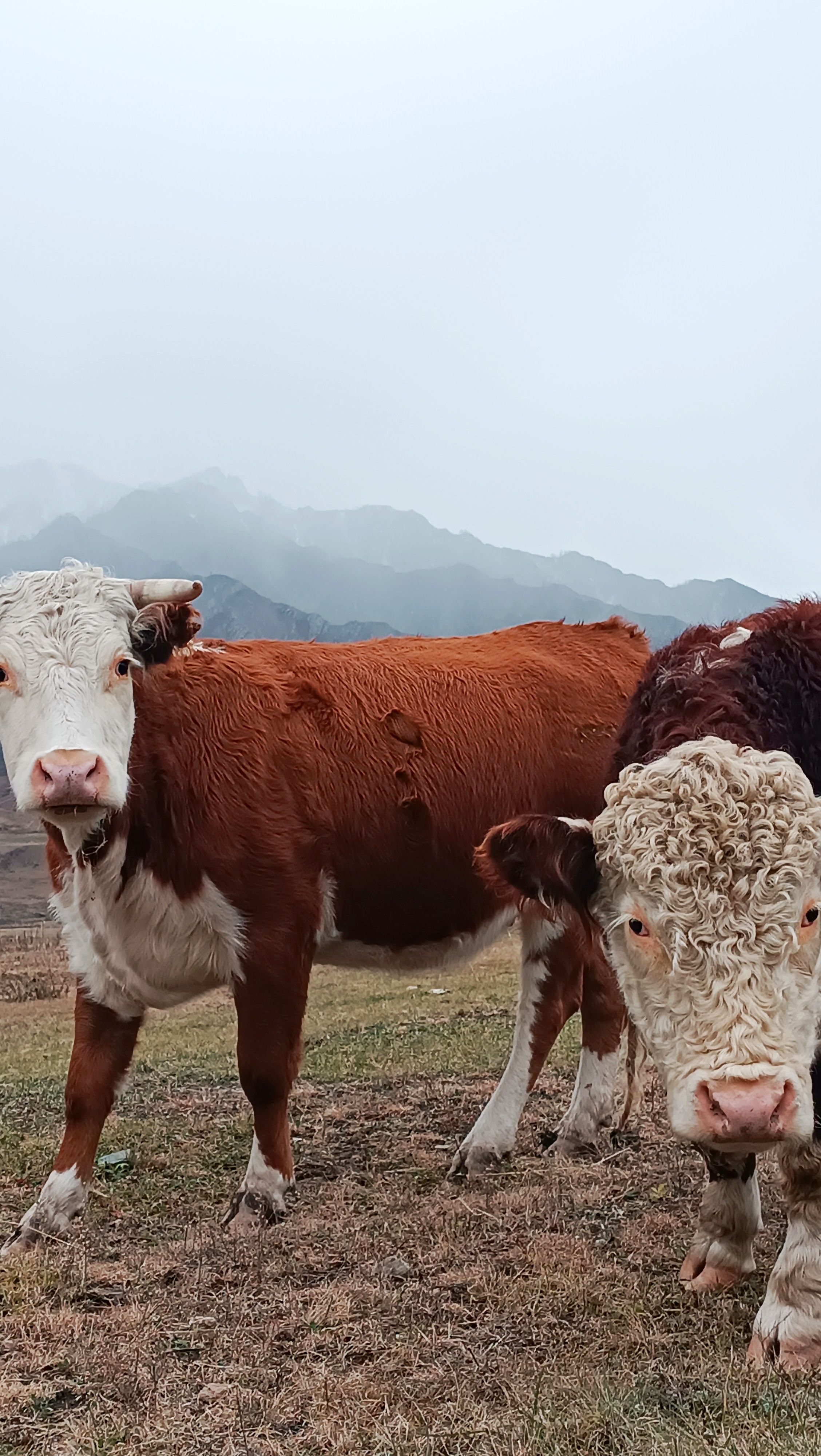 Первое знакомство с Алтаем (Чемальский район) (13/15)