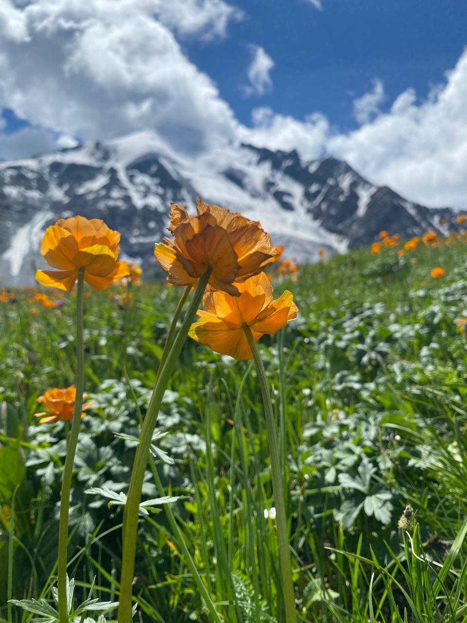 Поход к подножию Белухи с легкими рюкзаками. 11 дней. Кемпинг, баня, питание (1/33)