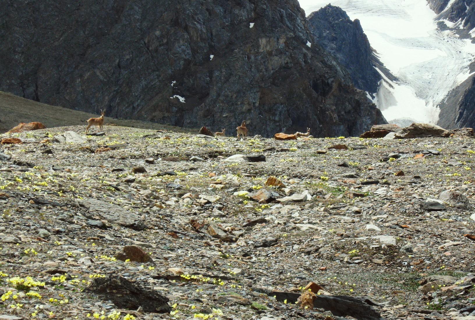 Алтай. Восхождение на вершину Актру 4044 м (23/27)