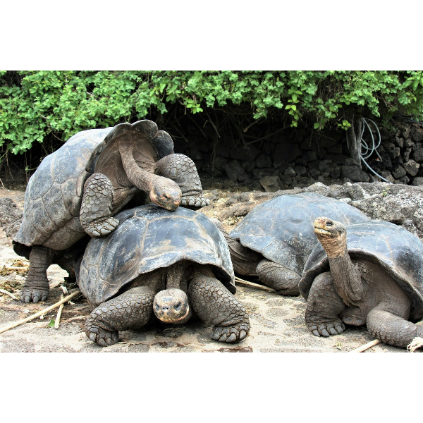 На пути к племенам в Эквадоре с Галапагосами (7/39)