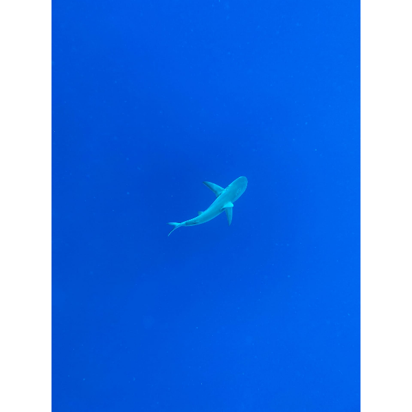 На пути к племенам в Эквадоре с Галапагосами (18/39)