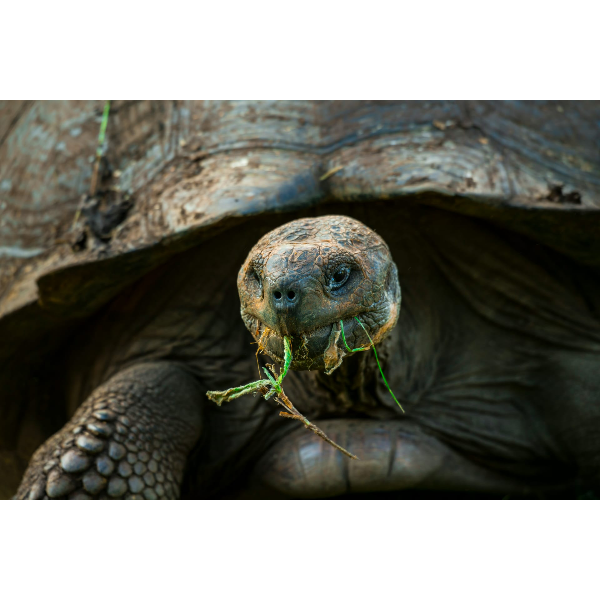 На пути к племенам в Эквадоре с Галапагосами (8/39)