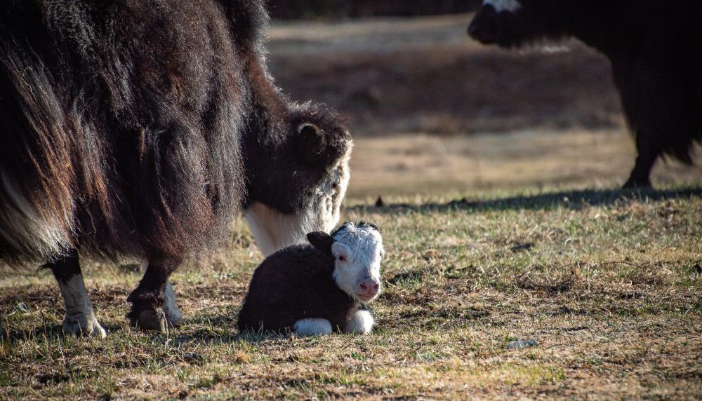 Трекинг в Тыве с восхождением на Мунхулик (3577 м) (12/20)