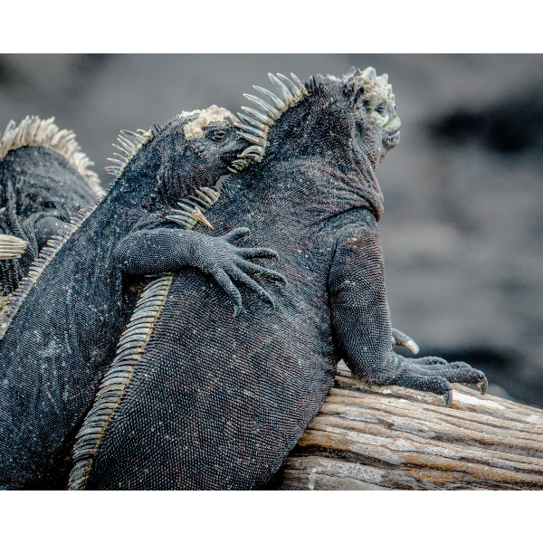 На пути к племенам в Эквадоре с Галапагосами (13/39)