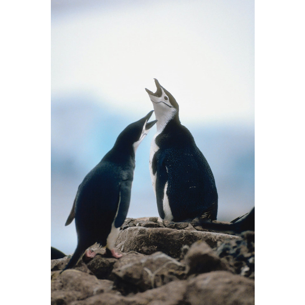 На пути к племенам в Эквадоре с Галапагосами (12/39)