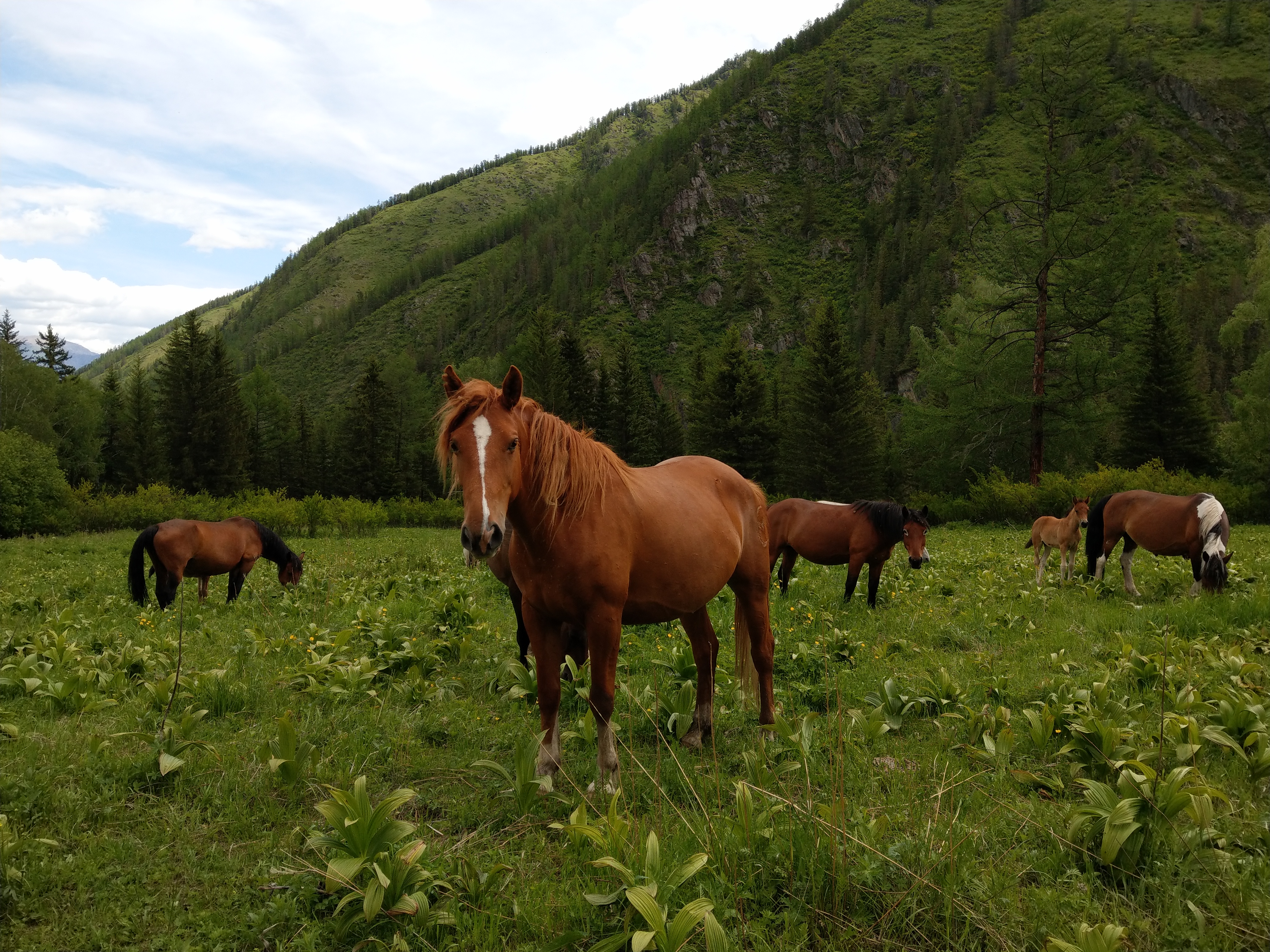 Поход к подножию Белухи с легкими рюкзаками. 11 дней. Кемпинг, баня, питание (14/33)
