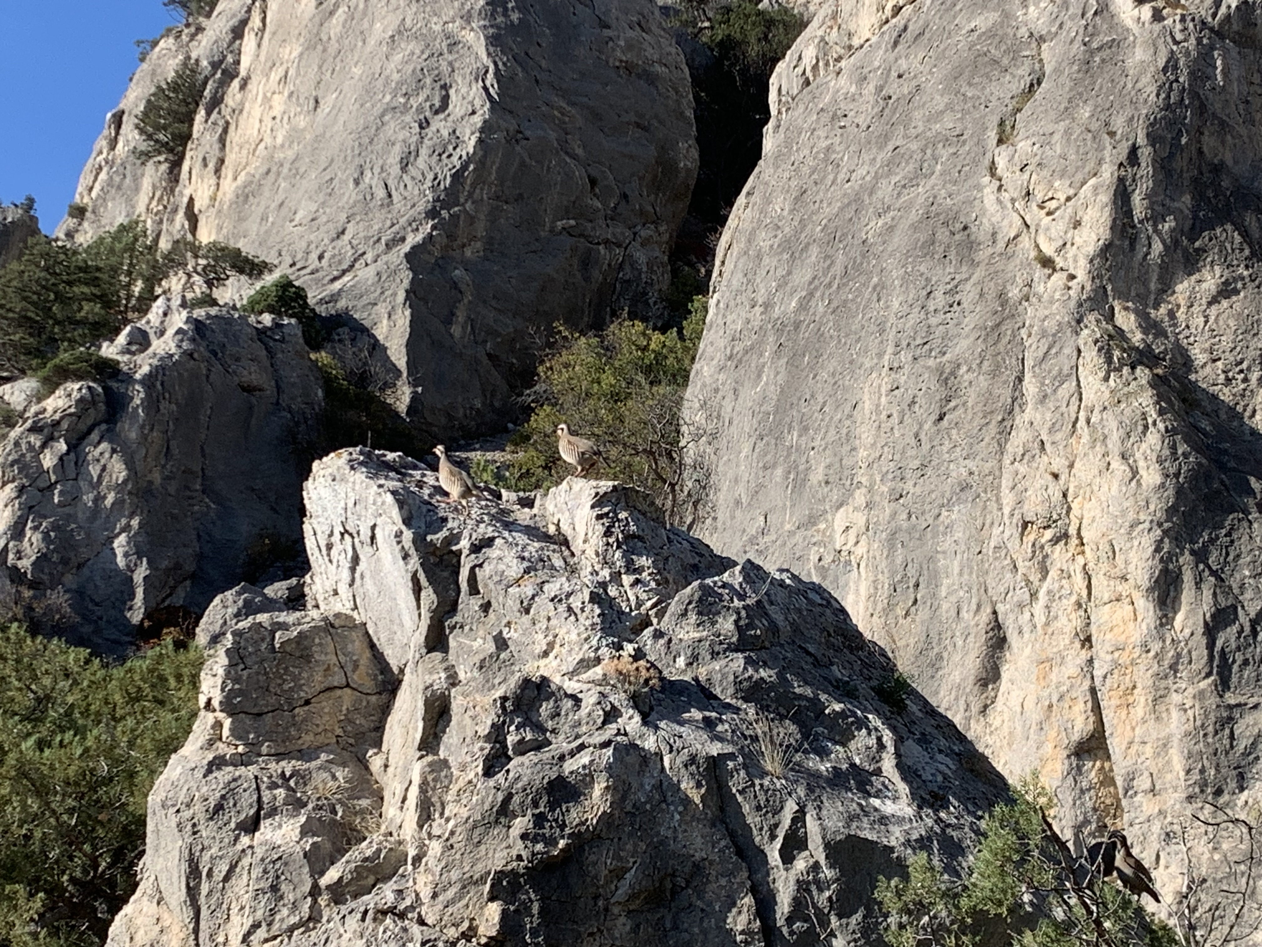 Прогулки по долинам Крыма. Восхождение на гору Сокол. Тренировки по скалолазанию. (95/128)