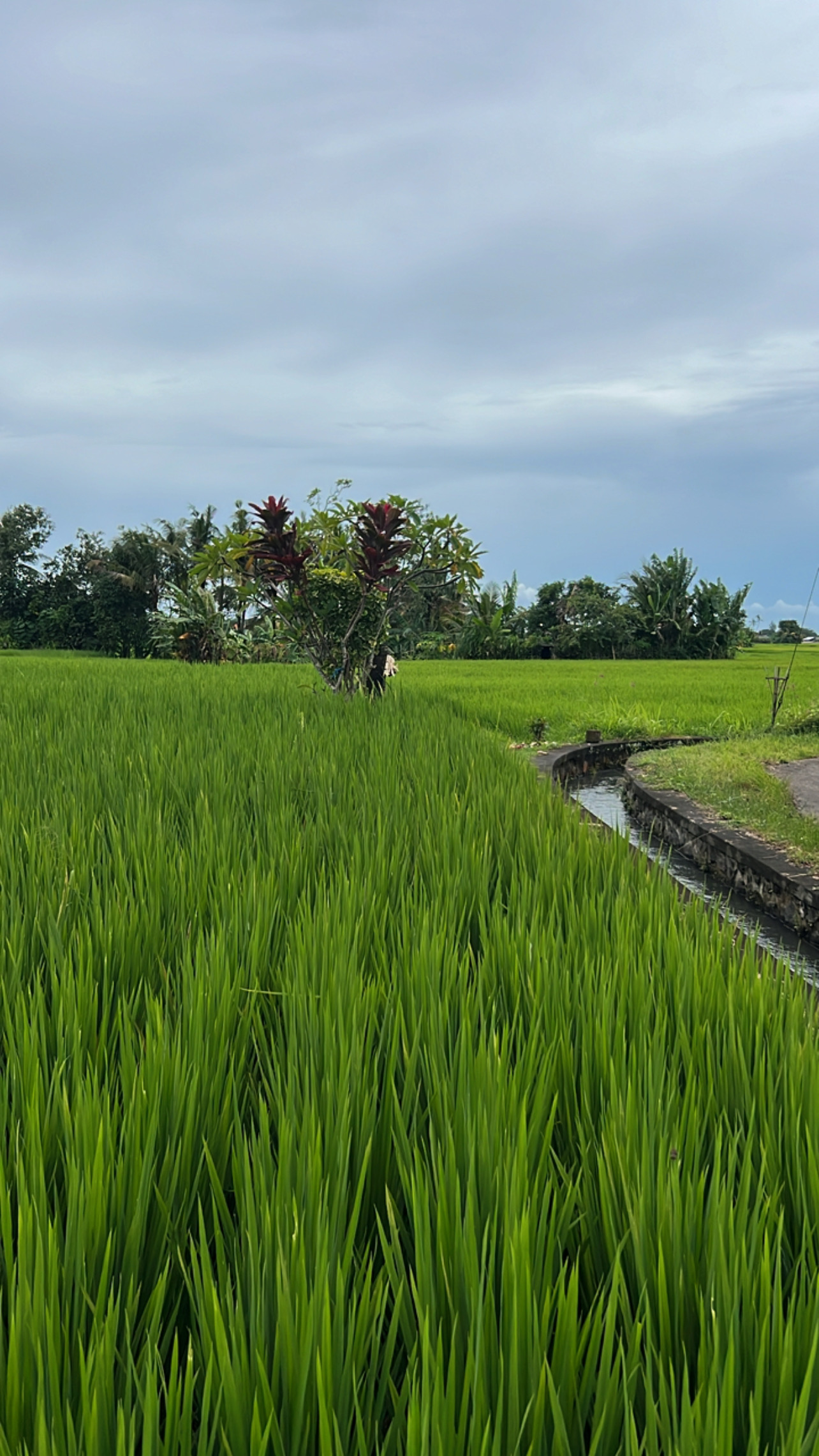 Фото-девичник на Бали за 10 дней (80/167)