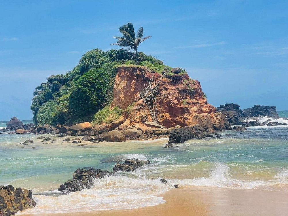 Черепахи и Parrot Rock