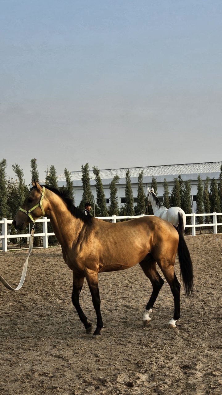 8 дневный обширный тур в Туркменистан (14/32)