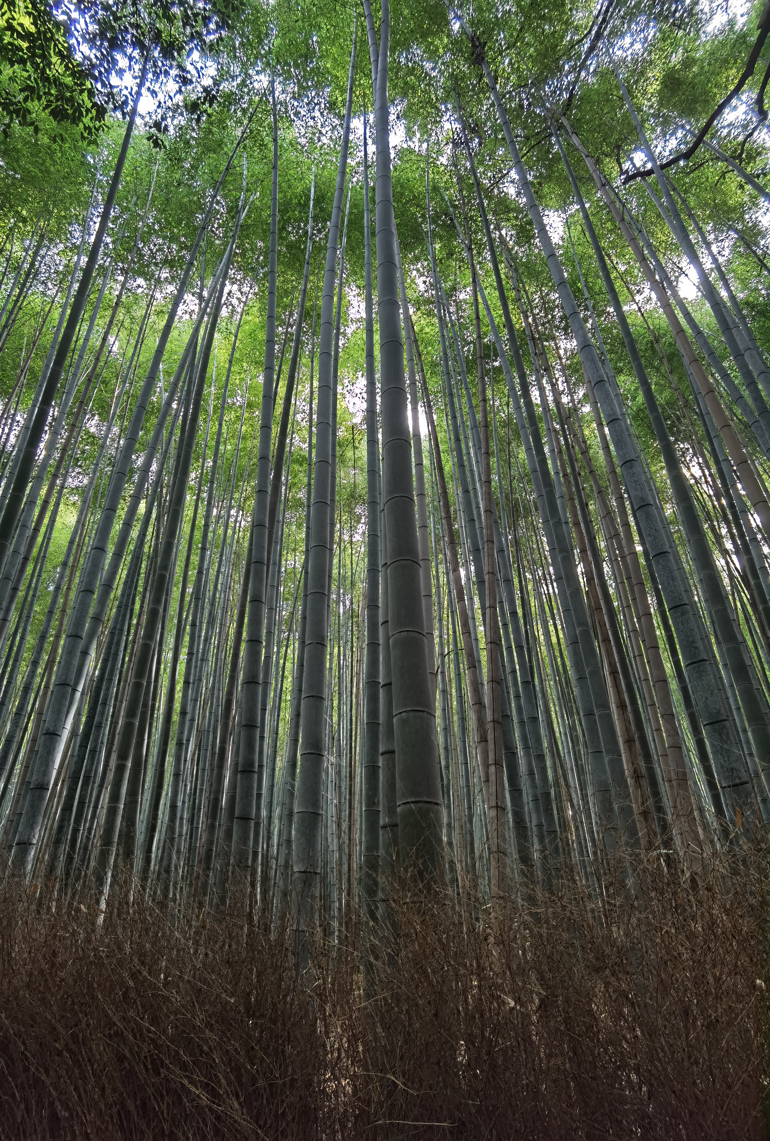 Япония: фестиваль фейерверков и пляжи Окинавы (19/37)