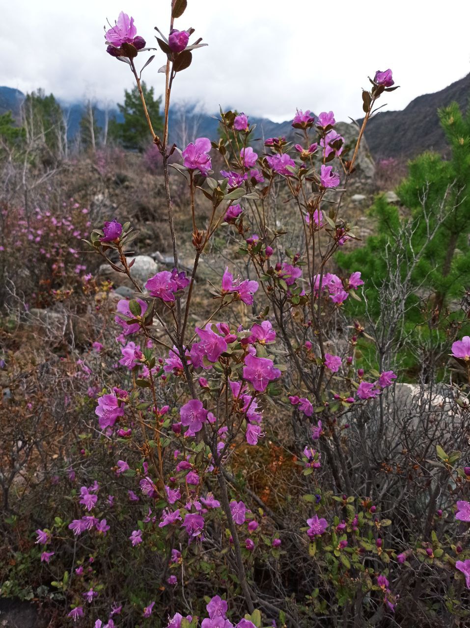 Цветущий Алтай (5/10)