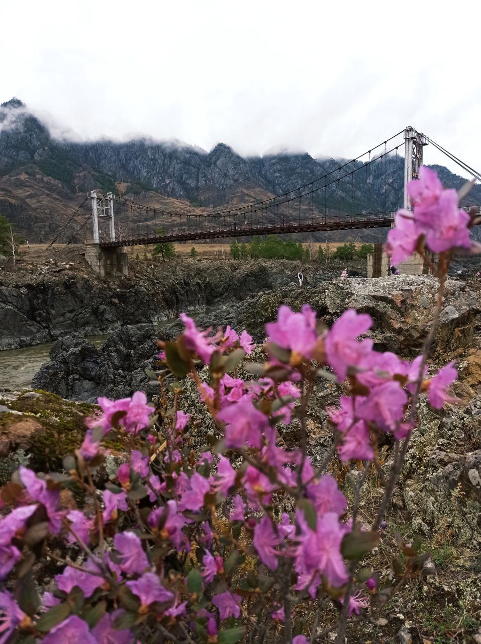 Цветущий Алтай (4/10)