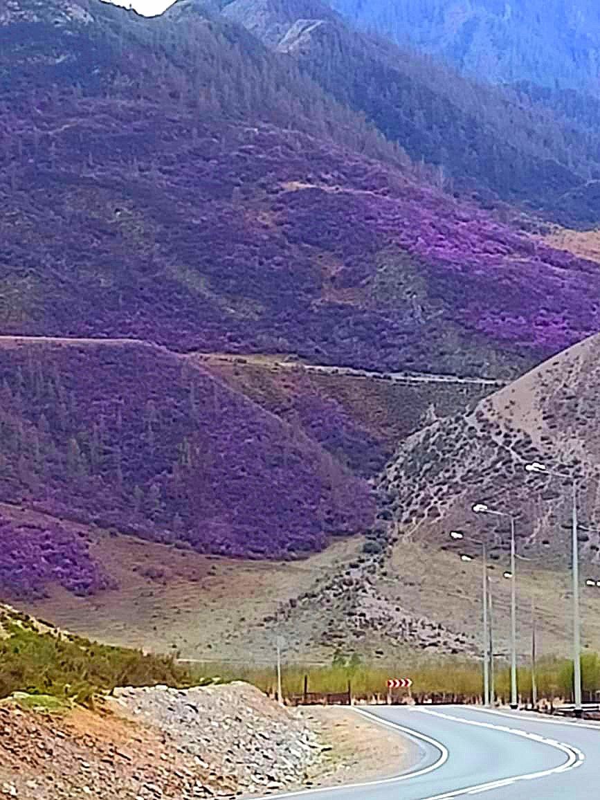 Цветущий Алтай (3/10)