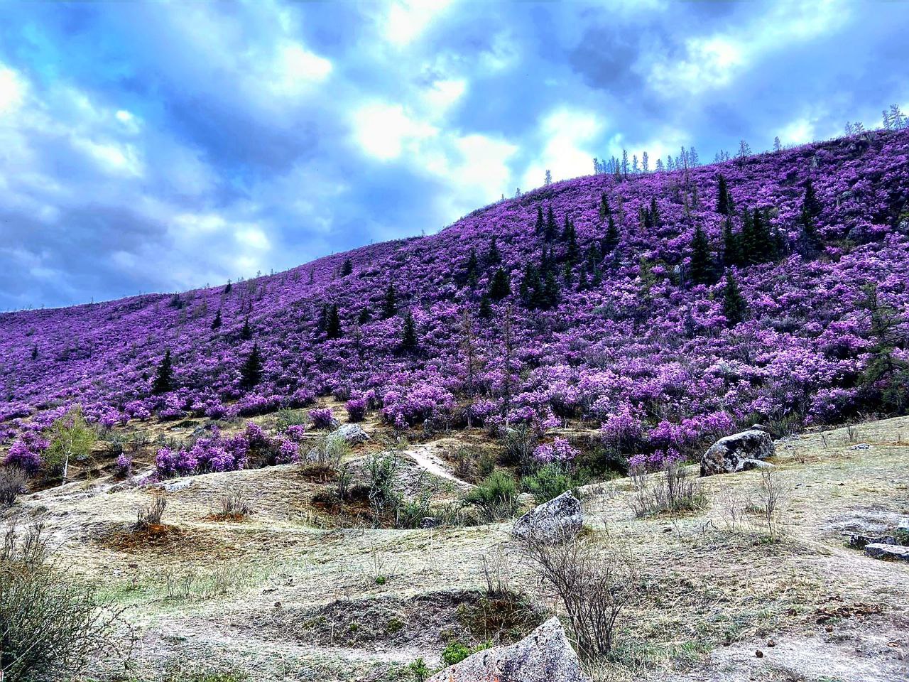 Цветущий Алтай (2/10)