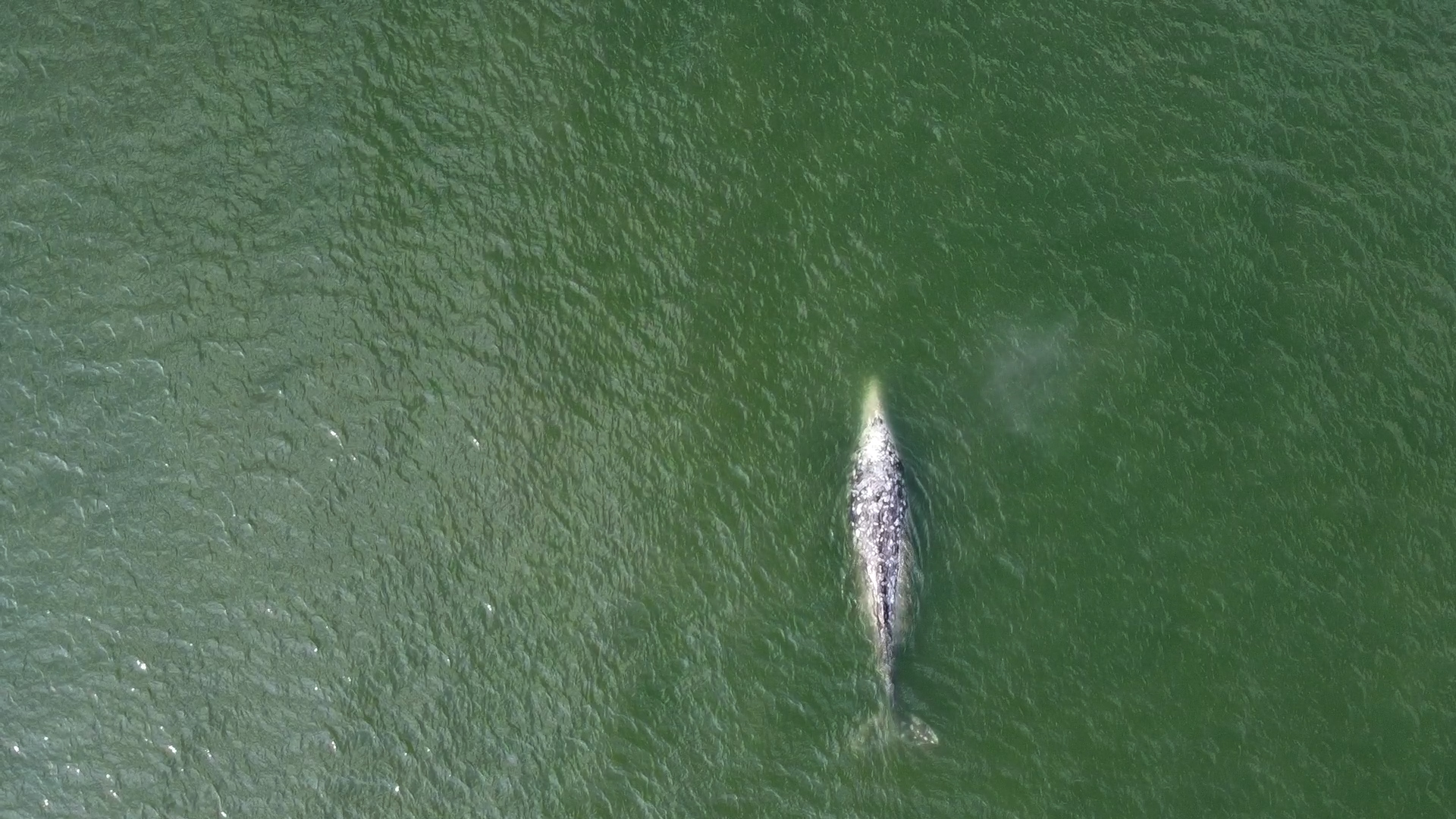 Север Сахалина: киты и тундра