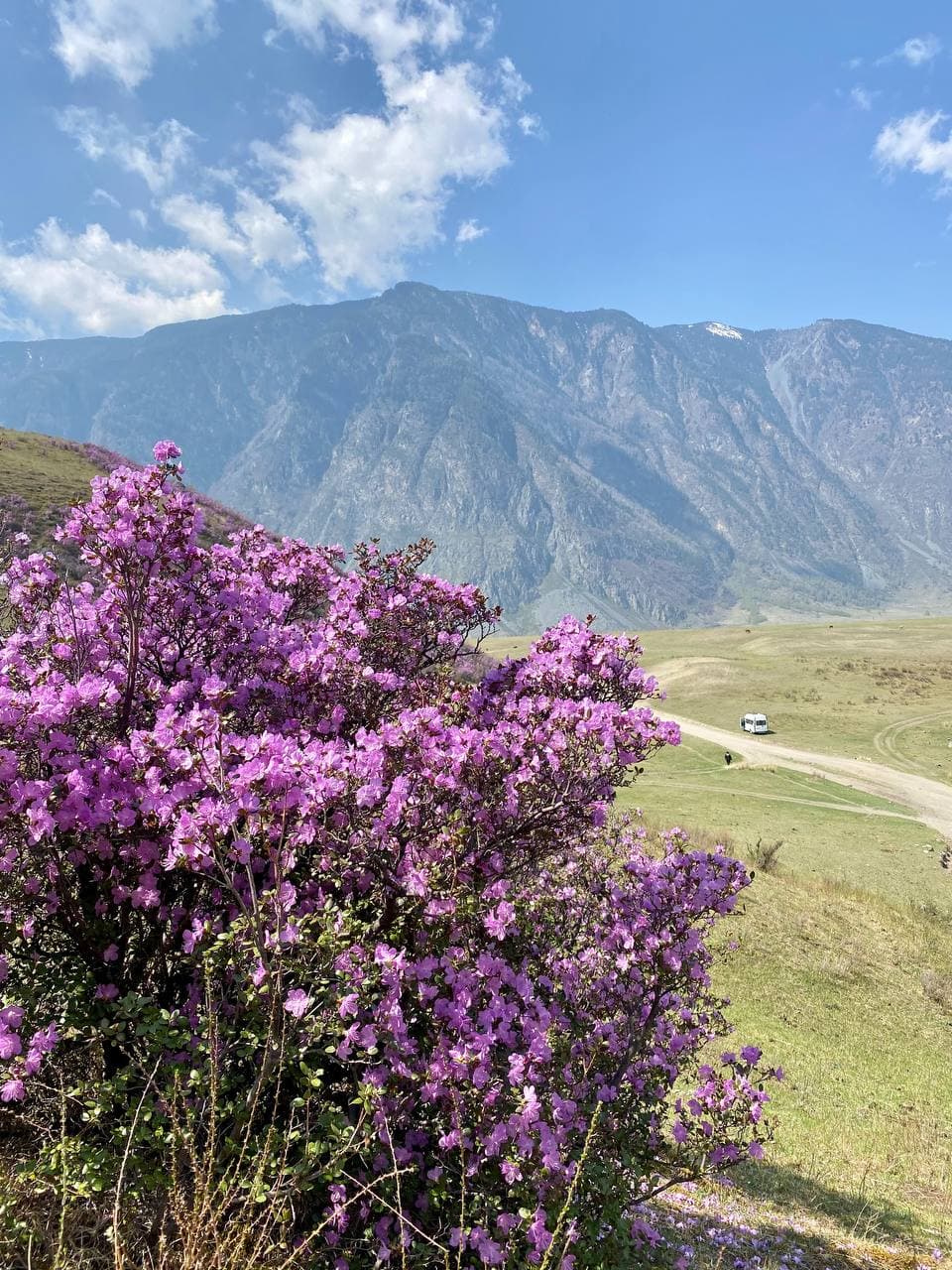 Цветущий Алтай (1/10)