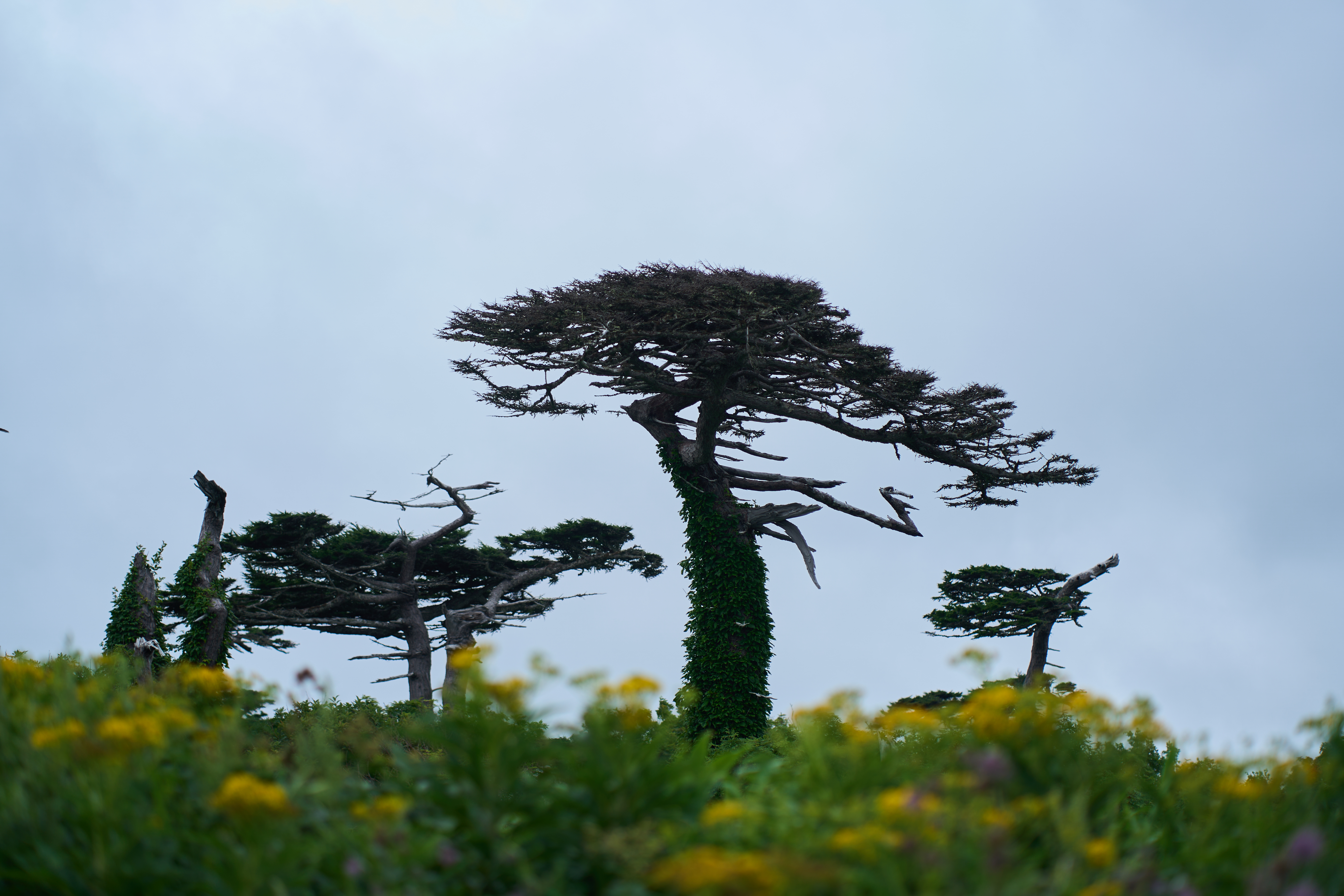 Осенний Итуруп + Сахалин (4/51)