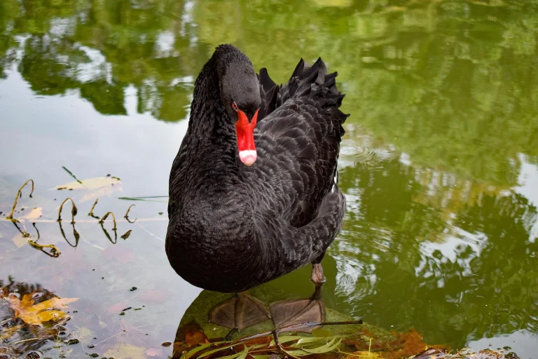 Wellness - тур Горный и морской Сочи + Абхазия (5/8)