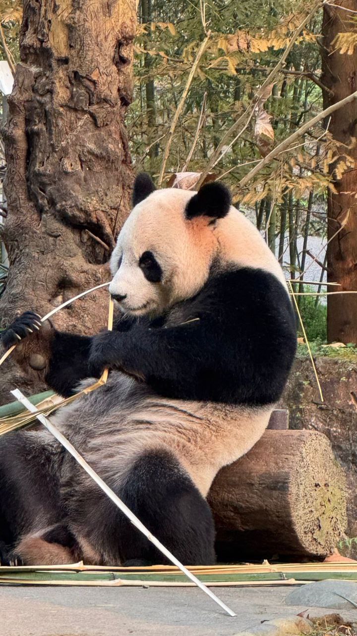 Панды и горы Аватар