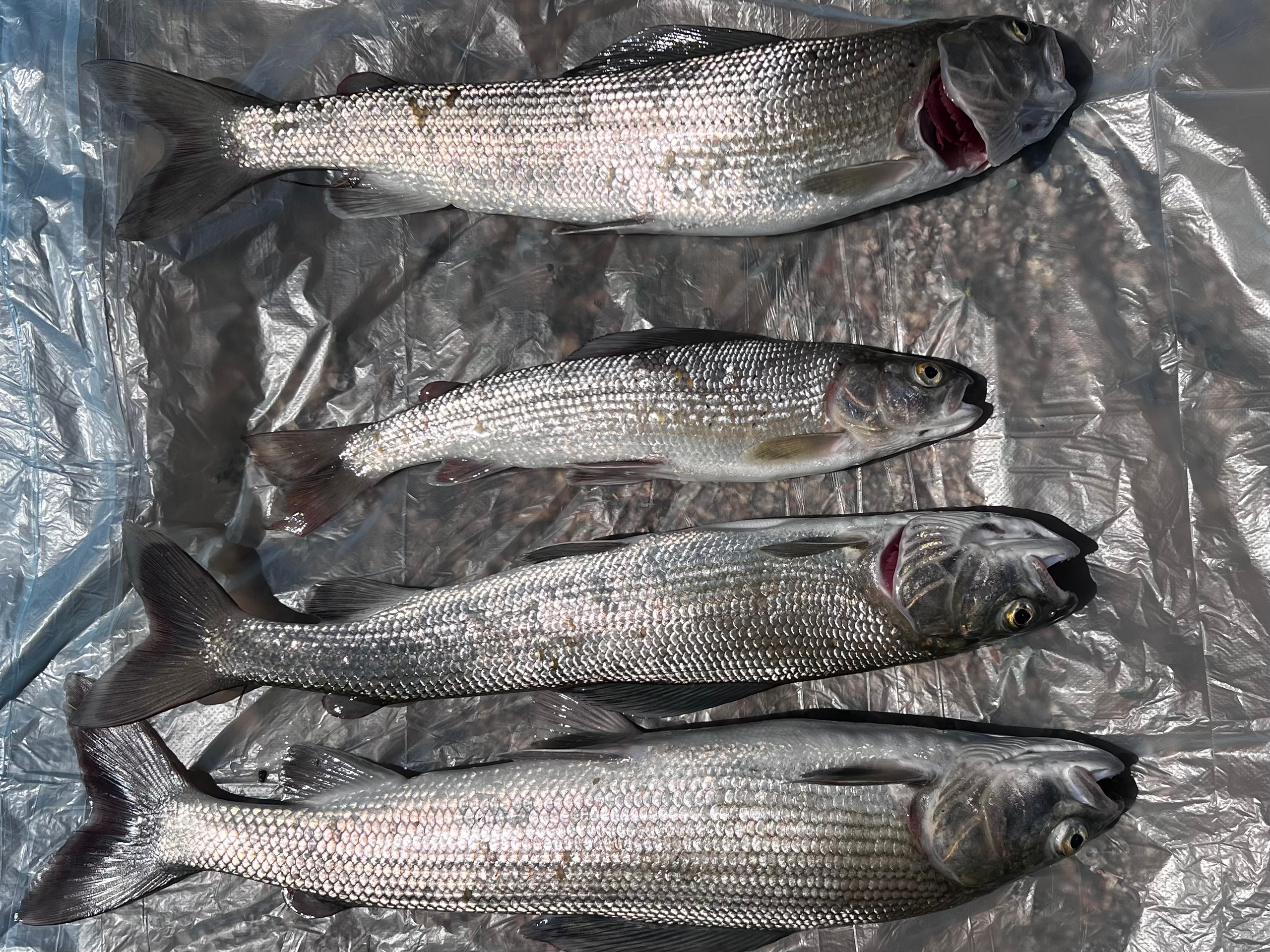 Монголия: Рыбалка На Краю Географии. (4/22)