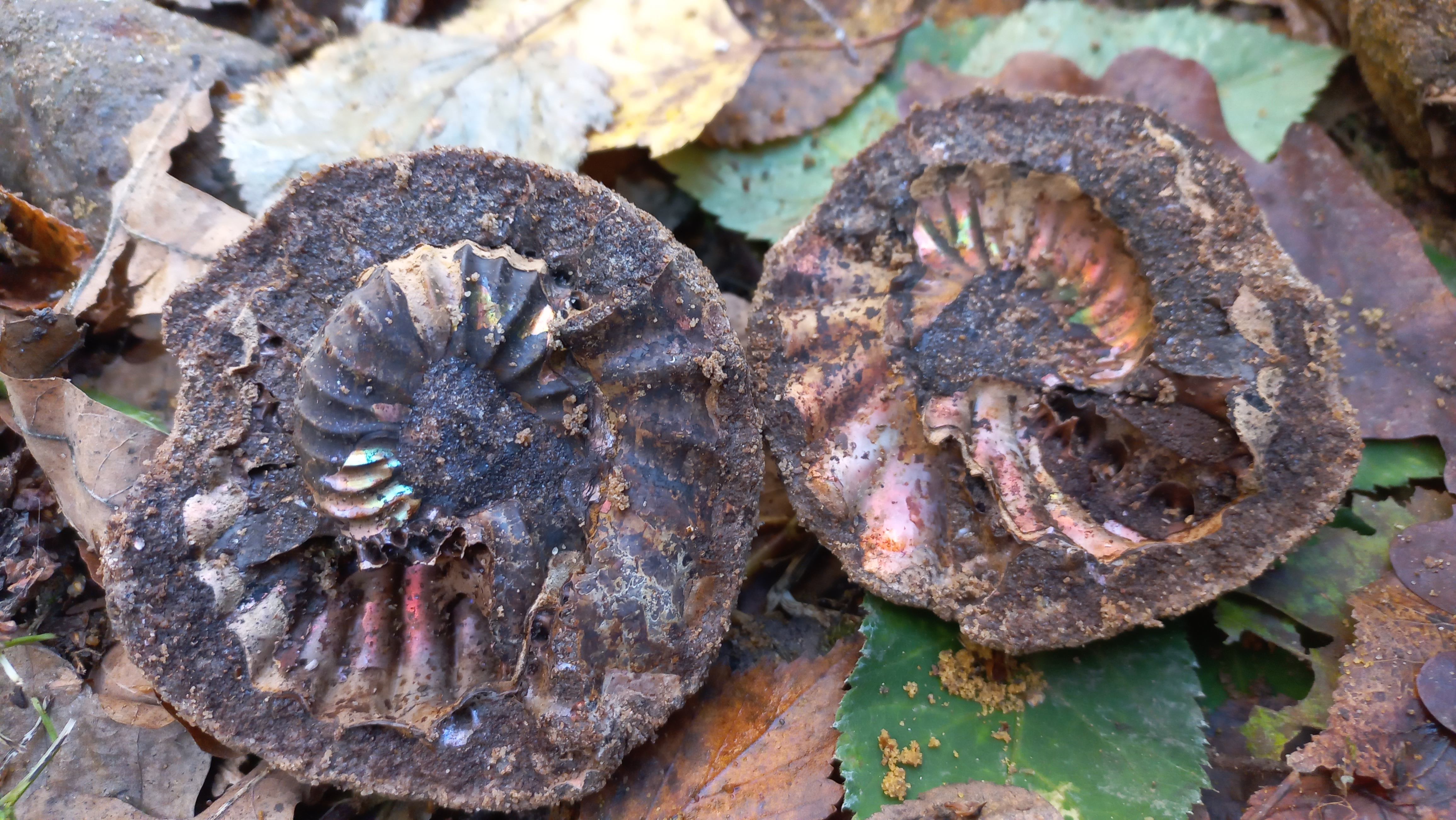 Палеонтологическая экспедиция (2/8)