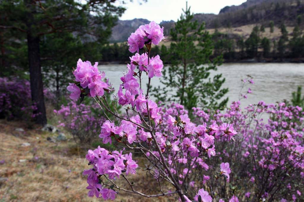 Цветение Маральника на Алтае - 2026
