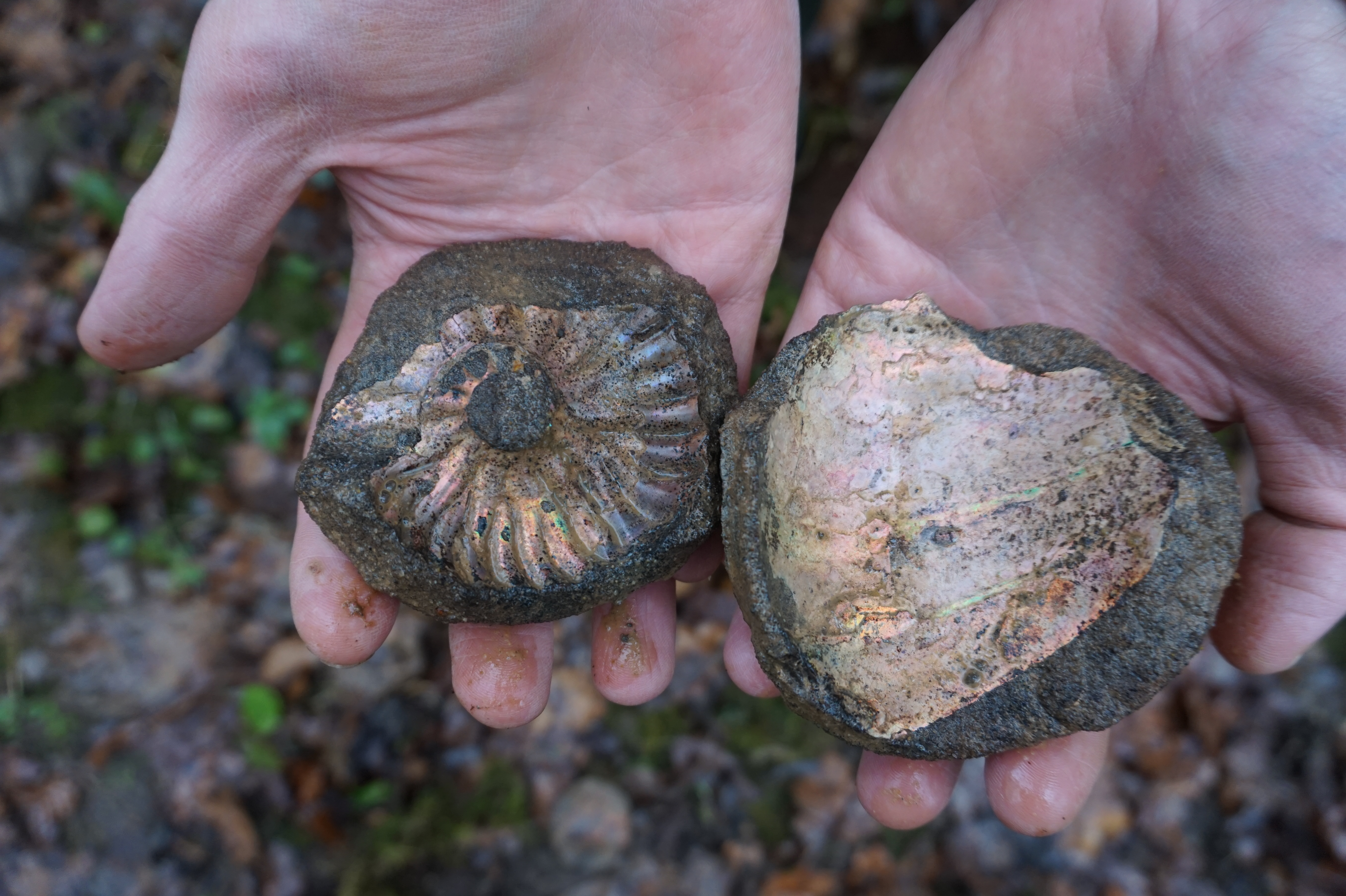 Палеонтологическая экспедиция