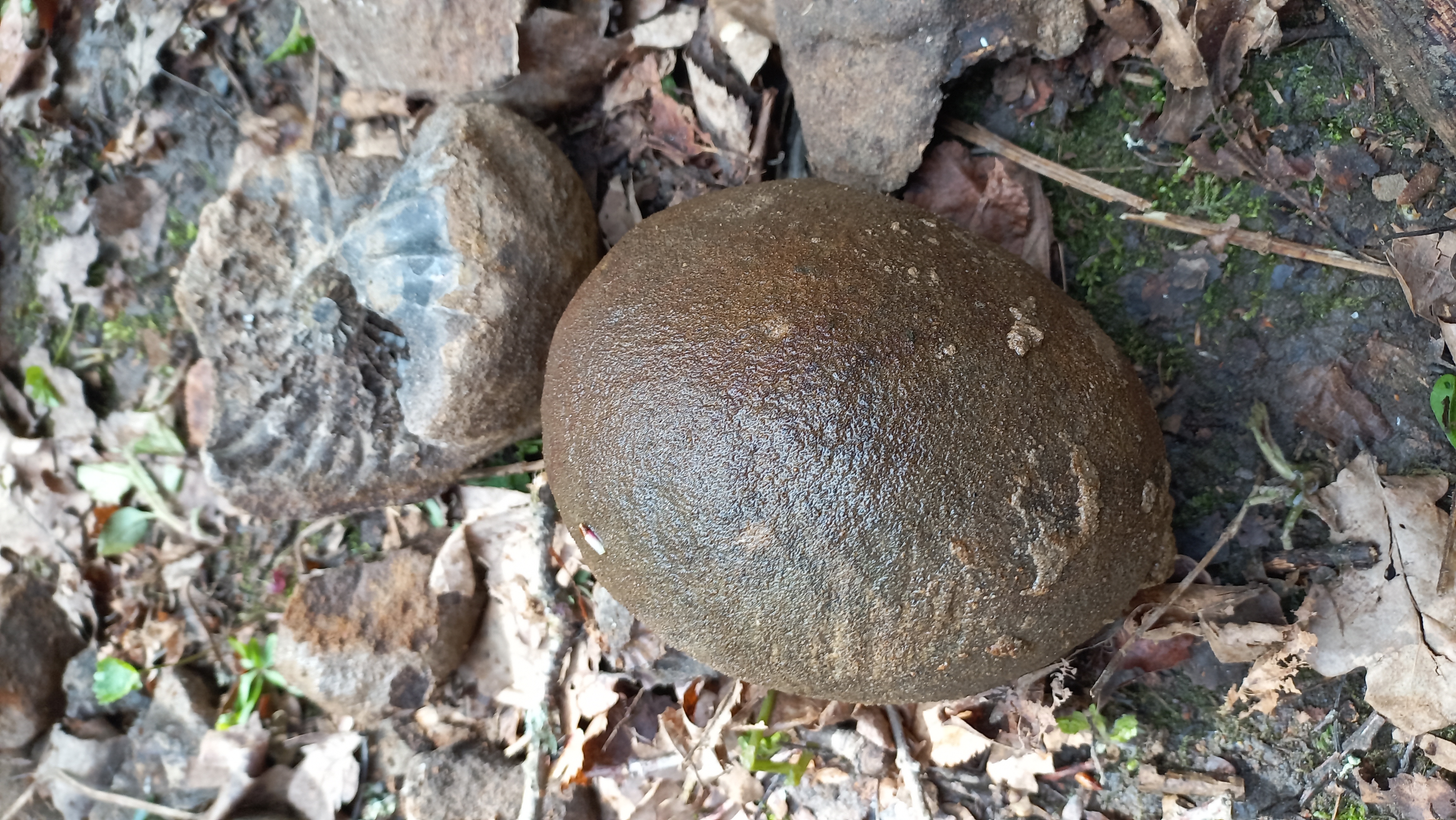 Палеонтологическая экспедиция (3/8)