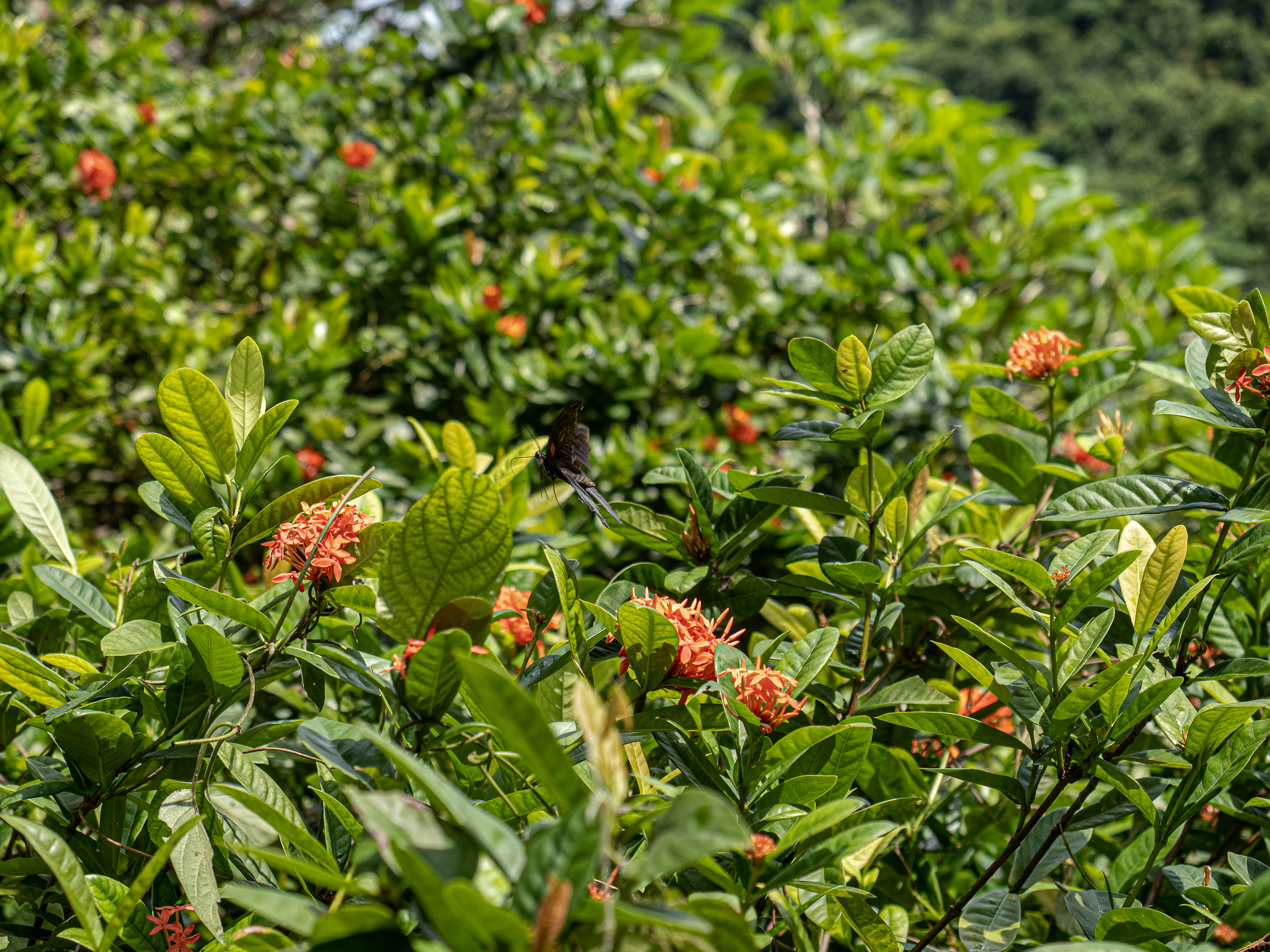Северный Вьетнам. Путешествие по самобытной стране (48/91)