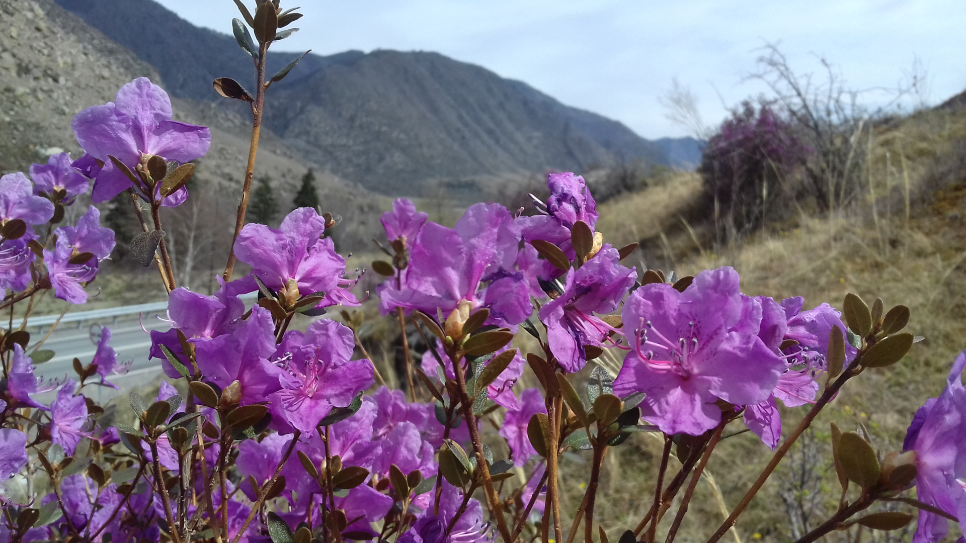 Цветение Маральника на Алтае - 2026 (11/18)