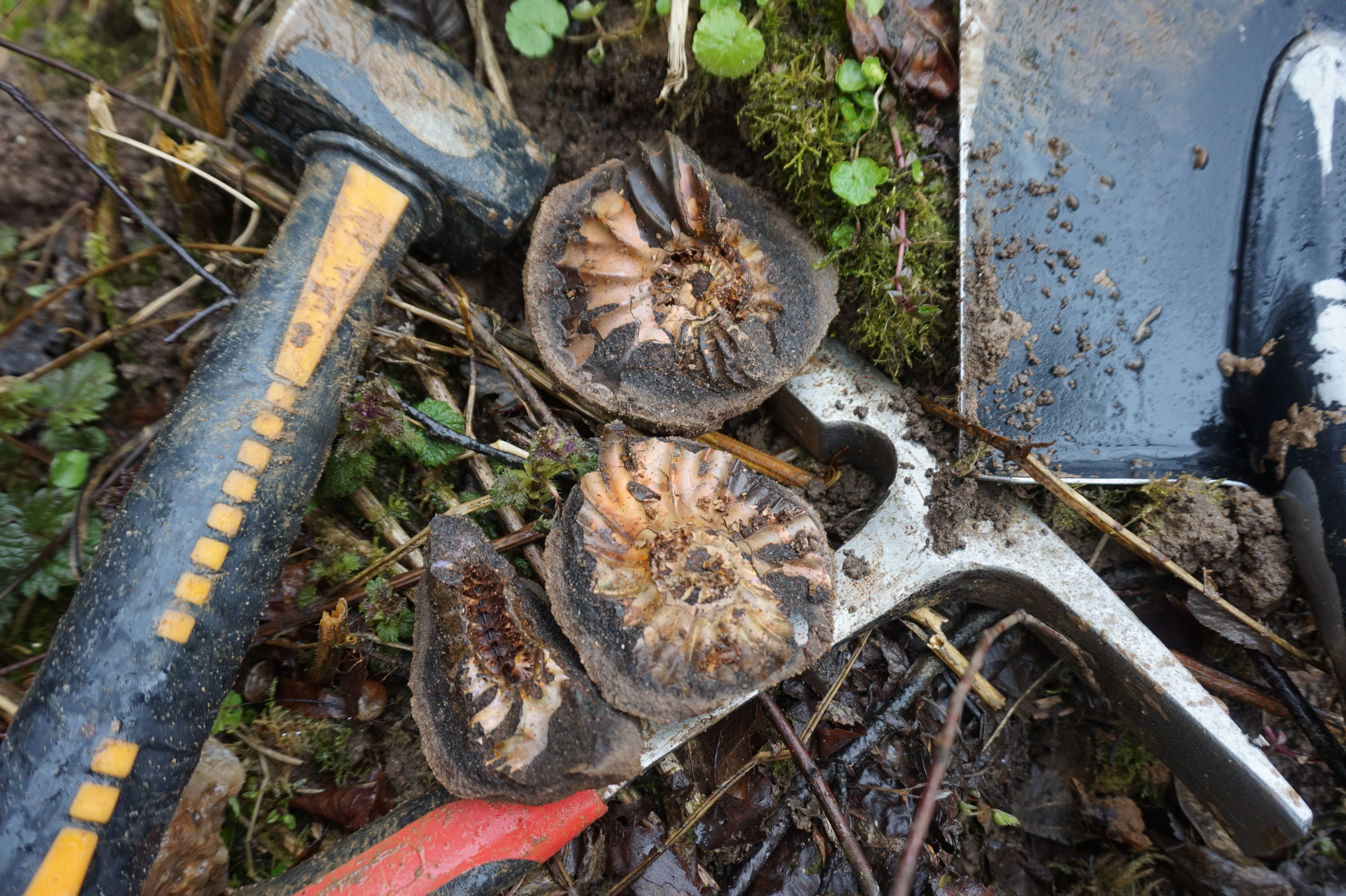 Палеонтологическая экспедиция (7/8)