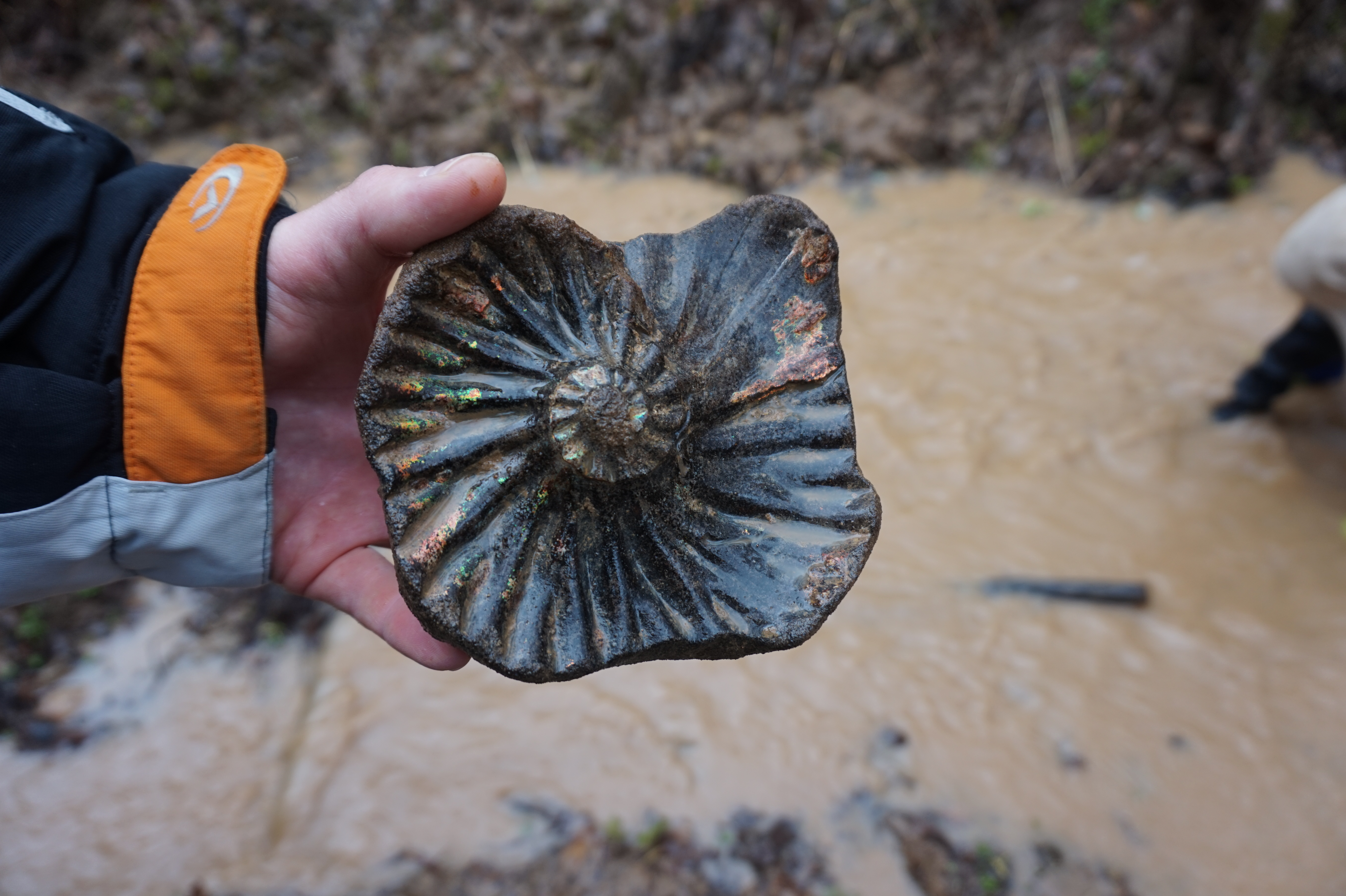 Палеонтологическая экспедиция (5/8)