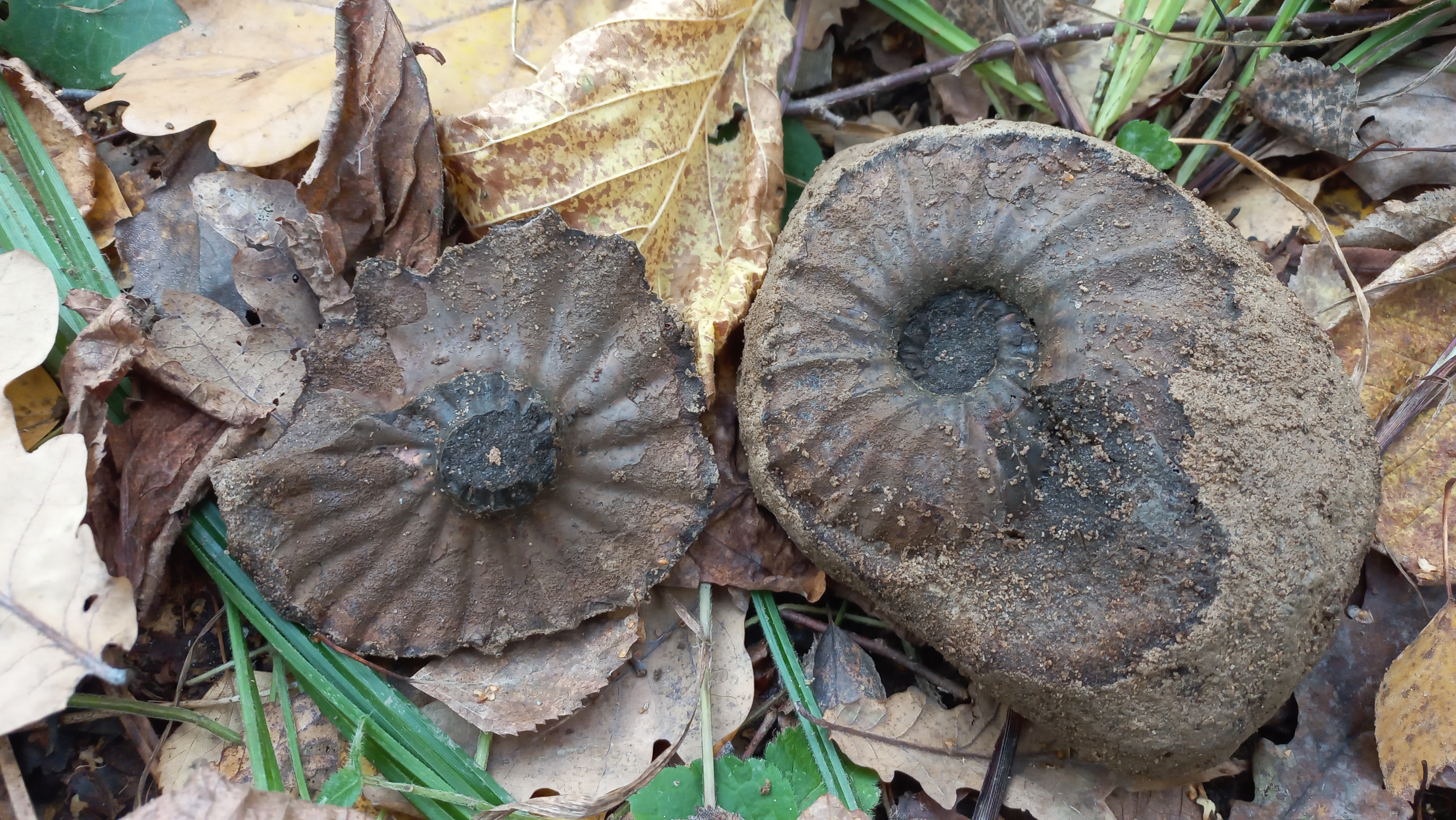 Палеонтологическая экспедиция (6/8)