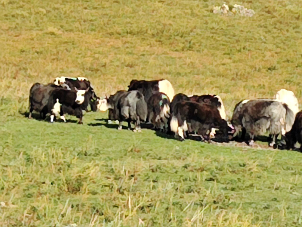 Дыхание Алтая (16/16)