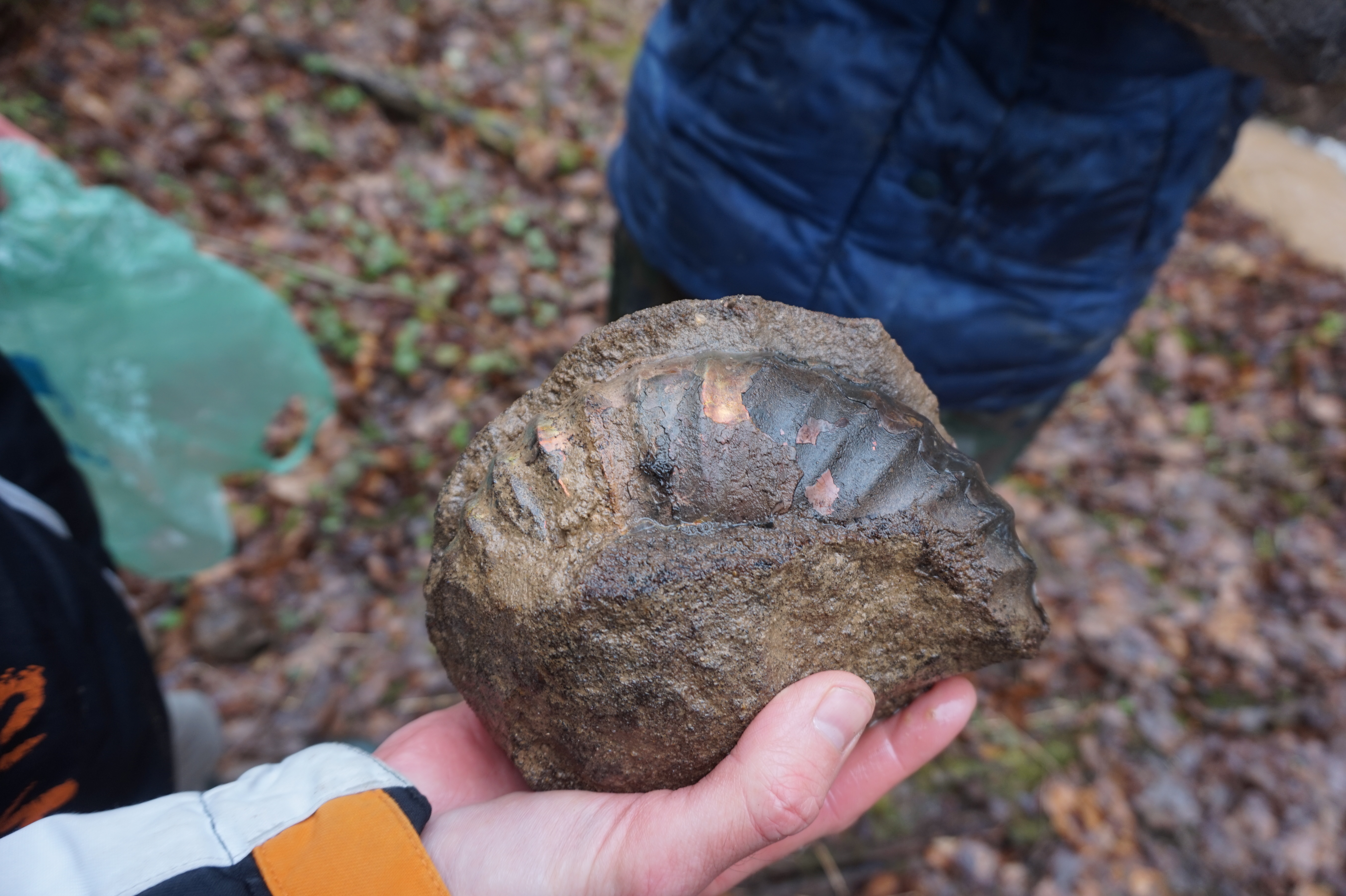 Палеонтологическая экспедиция (8/8)