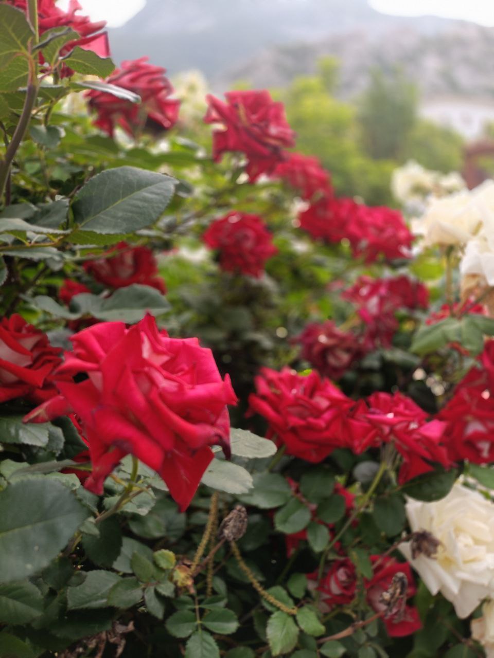 Йога-тур Энергия пяти стихий (18/53)