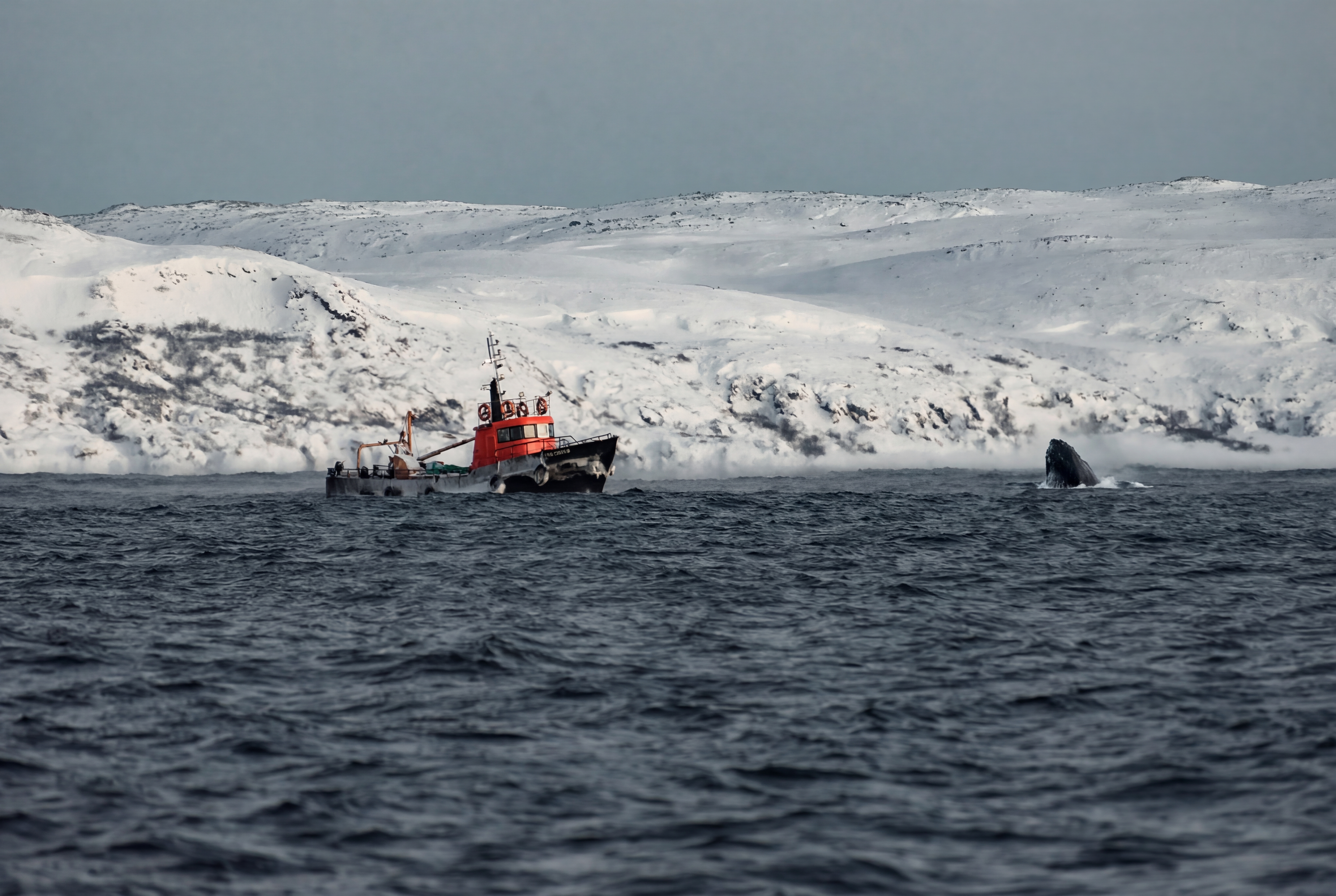 Фото экспедиция по Кольскому п-ову (+Рыбачий+Средний+ киты) (15/33)