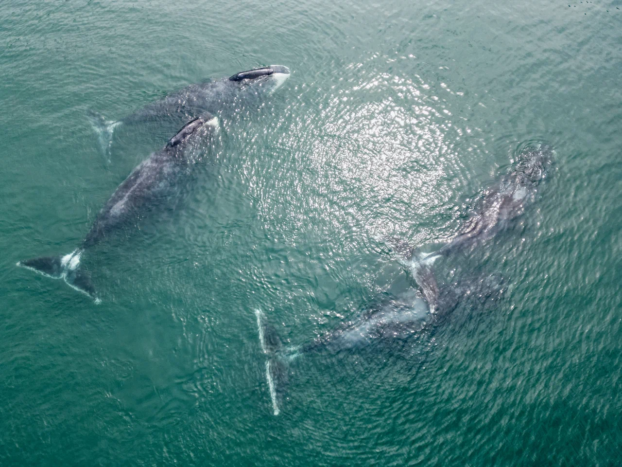 Гренландские киты на Шантарах (17/35)