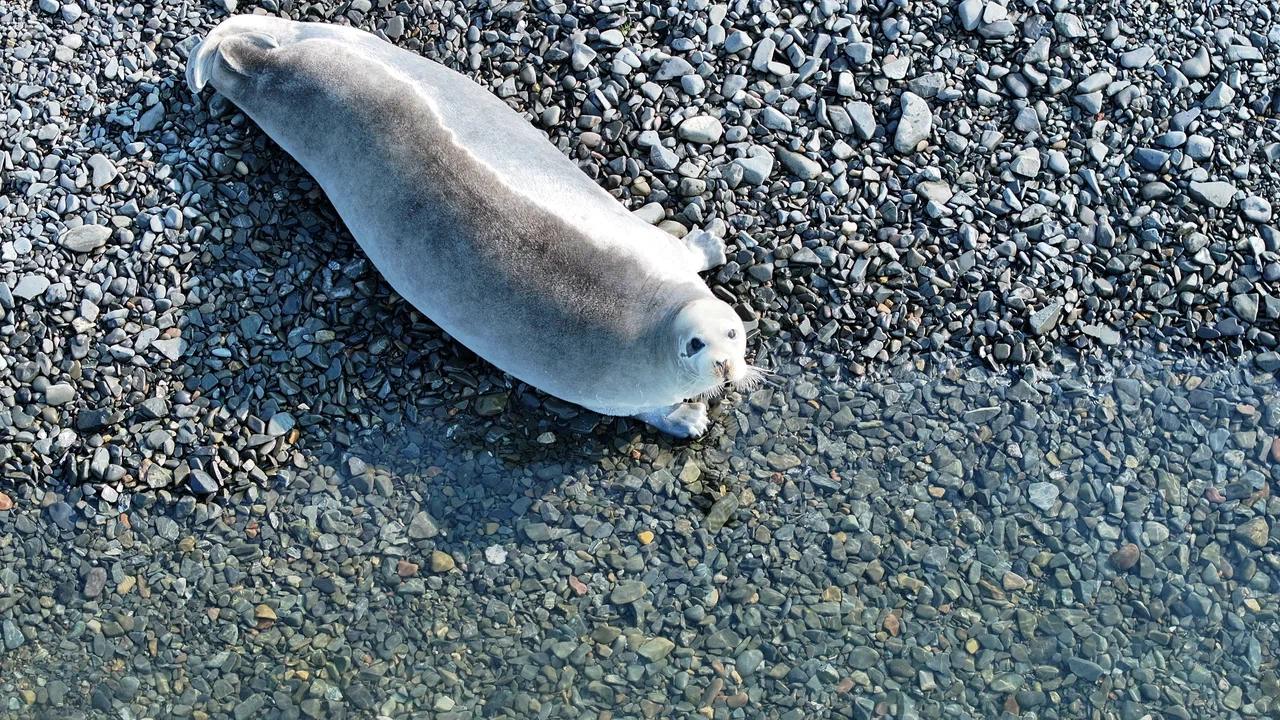 Гренландские киты на Шантарах (16/35)