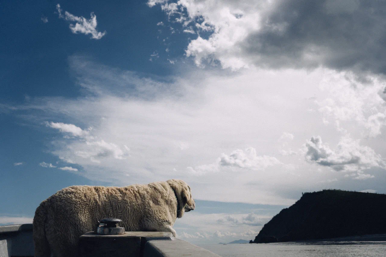 Гренландские киты на Шантарах (14/35)