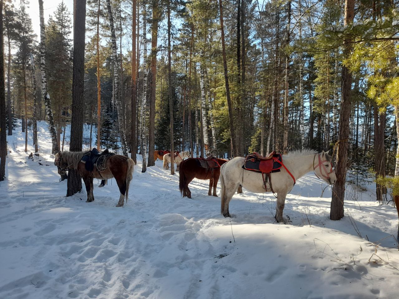 Зимняя сказка Чемальского района (4/7)