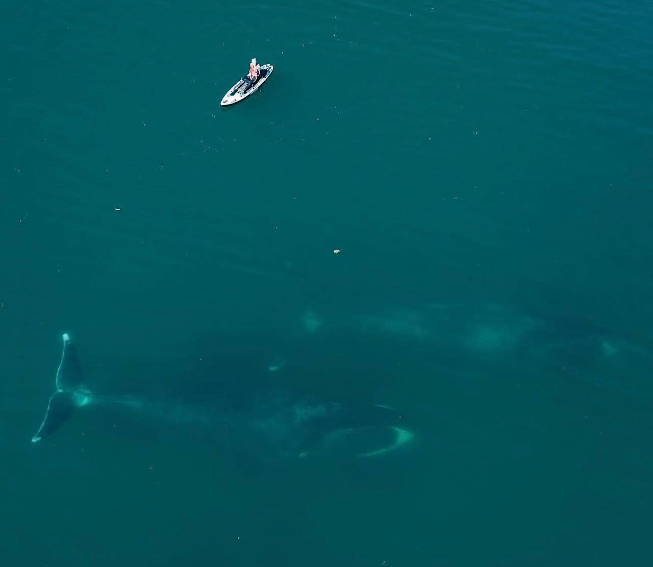 Гренландские киты на Шантарах (3/35)